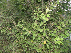 Prunus spinosa dasyphylla