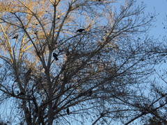 Corvus brachyrhynchos