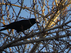 Corvus brachyrhynchos