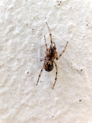 Enoplognatha mandibularis