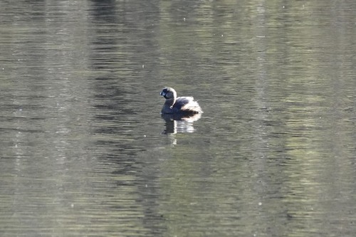 iNaturalist observation photo of Pied-billed Grebe