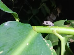 Diasporus diastema