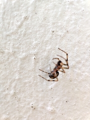 Enoplognatha mandibularis