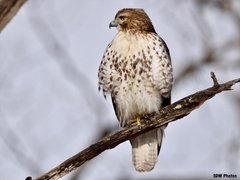 Buteo jamaicensis