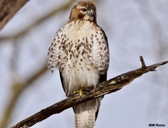 Buteo jamaicensis