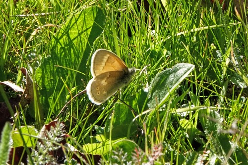 iNaturalist observation photo of California Ringlet