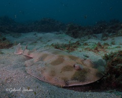 Lesser Electric Ray photo 1