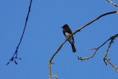 iNaturalist observation photo of Black Phoebe