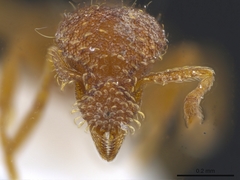 Strumigenys ananeotes