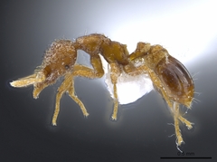 Strumigenys ananeotes