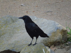 Corvus brachyrhynchos