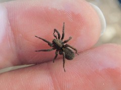 Alopecosa albofasciata