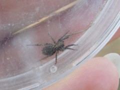 Alopecosa albofasciata