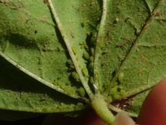 Aphis umbrella