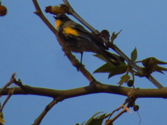 Setophaga coronata