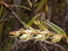 Epidendrum rugulosum