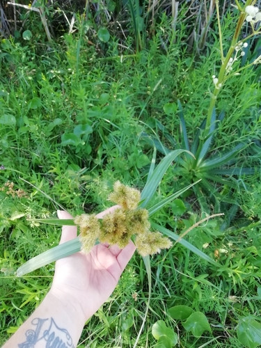 Cyperus byssaceus, photograph 3