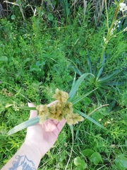 Androtrichum giganteum