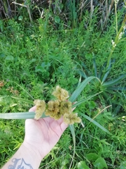 Androtrichum giganteum