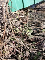 Nepeta racemosa