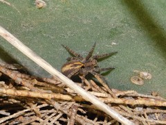 Alopecosa albofasciata