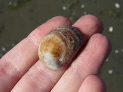 Bostrycapulus odites
