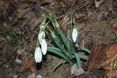 Galanthus nivalis
