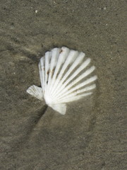 Aequipecten tehuelchus