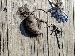Oryzomys palustris