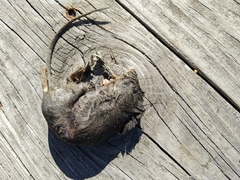 Oryzomys palustris