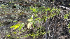 Salix exigua