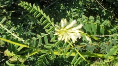 Astragalus