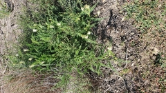 Astragalus