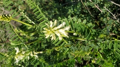 Astragalus