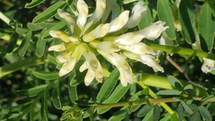 Astragalus