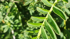 Astragalus
