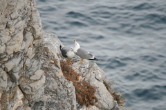 Larus michahellis