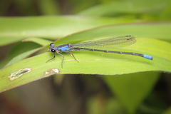 Oxyagrion ablutum