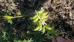 Astragalus