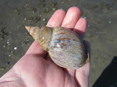 Buccinanops cochlidium