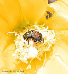 Trichiotinus piger