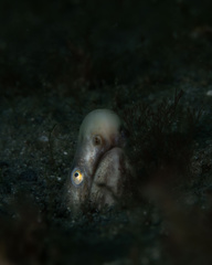 Sooty Eel photo 1