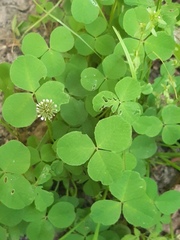 Trifolium fragiferum
