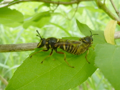 Sphecomyia vespiformis
