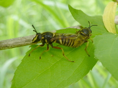 Sphecomyia vespiformis