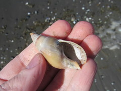 Buccinanops cochlidium