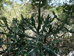 Euphorbia antiquorum