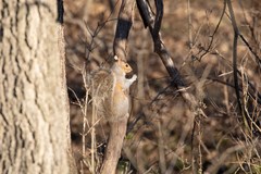 Sciurus carolinensis pennsylvanicus