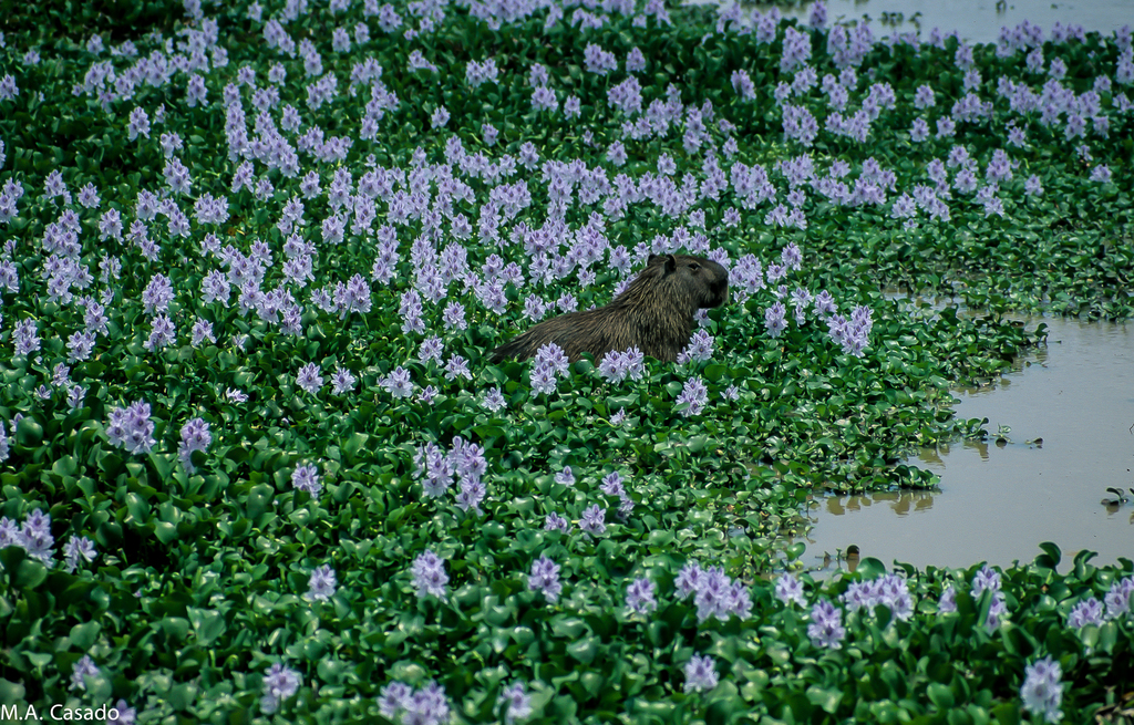Water Hyacinth