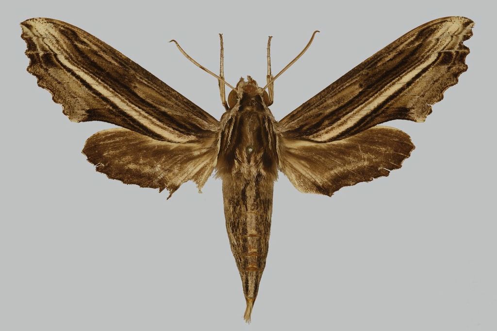 Centroctena imitans